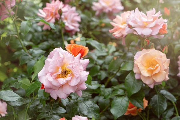 Rosa Rosa Jardim Verão — Fotografia de Stock