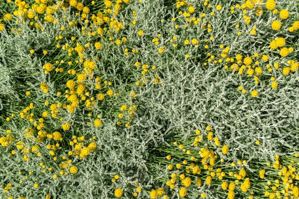 Komijn Bloemen Zomertuin — Stockfoto