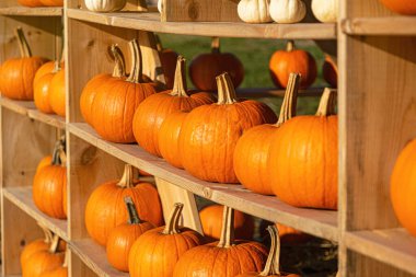 Kabak ve kabak, Cadılar Bayramı kutlaması