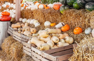 Balkabağı pazarı, Cadılar Bayramı kutlaması