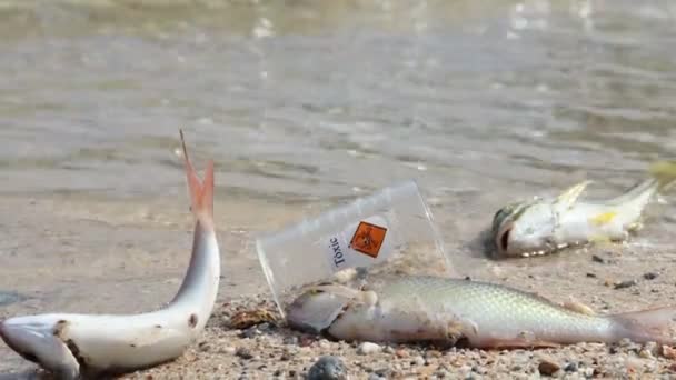 Peces Muertos Playa Por Productos Químicos Peligrosos — Vídeo de stock
