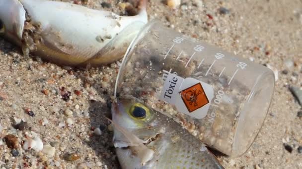 Tehlikeli Kimyasallarla Sahilde Ölü Balık — Stok video