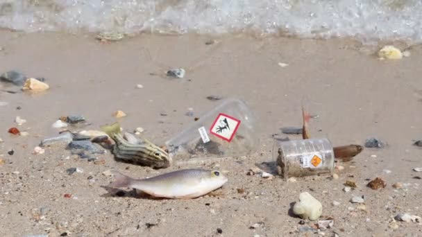 在海滩上被危险化学品杀死的鱼 — 图库视频影像