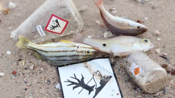 Dead Fish Beach Dangerous Chemicals — Stock Video