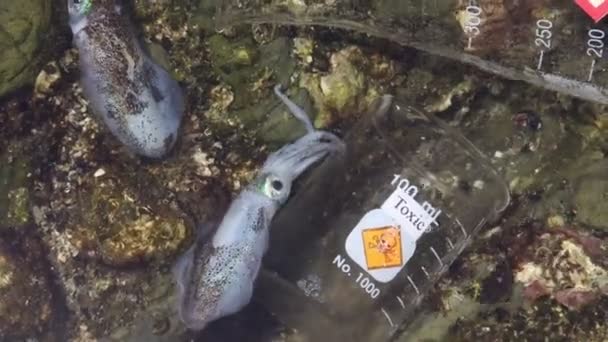 Zachte Inktvissen Sterven Het Lekken Van Gevaarlijke Chemicaliën Zee — Stockvideo