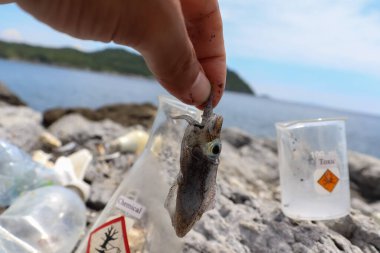 Tehlikeli kimyasalların denize sızması sonucu yumuşak mürekkep balığı ölür.