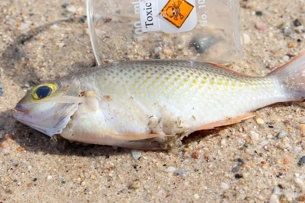 Peces Muertos Playa Por Productos Químicos Peligrosos — Foto de Stock