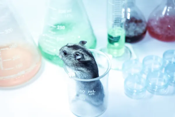 Крысы Научной Лаборатории Химического Стекла — стоковое фото
