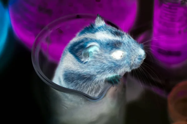 科学实验室里的老鼠和化学玻璃 — 图库照片