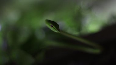 Ahaetulla prasina duvarda ve zehirli.