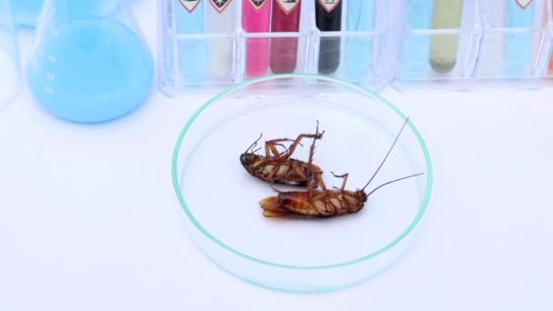 바퀴벌레를 실험실에서의 — 비디오