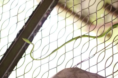 Ahaetulla prasina duvarda ve zehirli.