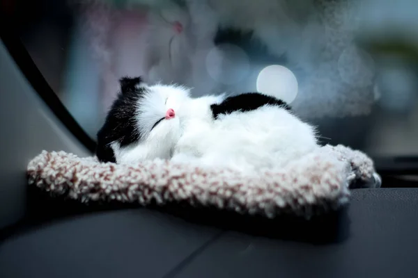 Pequeño Gato Está Durmiendo Parte Delantera Del Coche Sombras Cristal — Foto de Stock