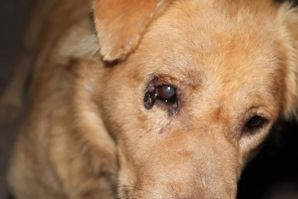 The dog has a wound on the side of the eye and blind