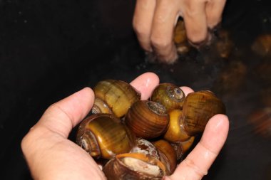 Elma salyangozu Asya 'da bulunur ve tatlı suda yaşar.