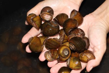 Elma salyangozu Asya 'da bulunur ve tatlı suda yaşar.