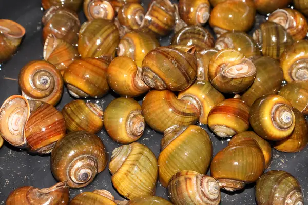 Elma salyangozu Asya 'da bulunur ve tatlı suda yaşar.