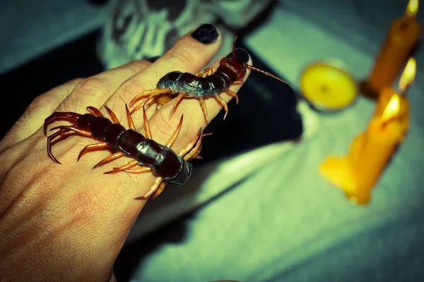Centipede Hand Night Scary Magic Religion Belief — Stock Photo, Image