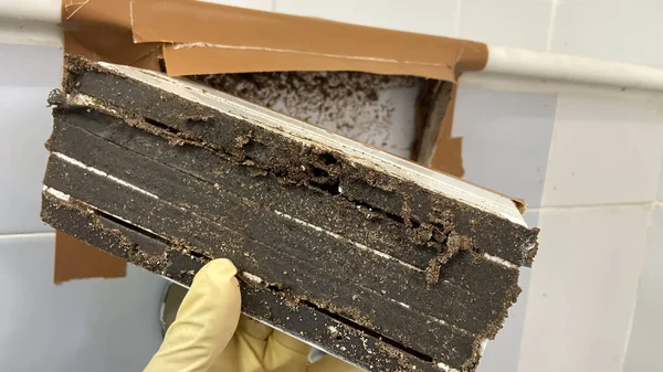 Traps Killing Termites House Termite Killing Equipment — Photo