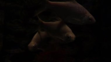 Karanlıkta yüzen balıklar