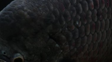 Karanlıkta yüzen balıklar