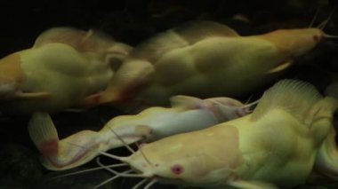 Karanlıkta yüzen balıklar