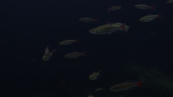 在黑暗中游泳的鱼 — 图库视频影像