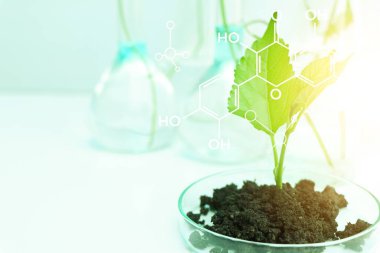 Yeşil bitkilerle laboratuvar biyolojisi deneyleri, eğitim bilimi deneyleri.