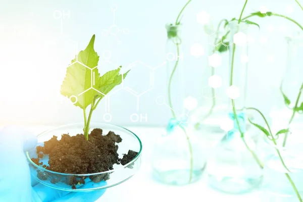 Experimentos Biologia Laboratorial Com Plantas Verdes Experimentos Ciência Educacional — Fotografia de Stock