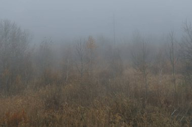 Sis içindeki sonbahar ormanı ve dökülen yapraklar