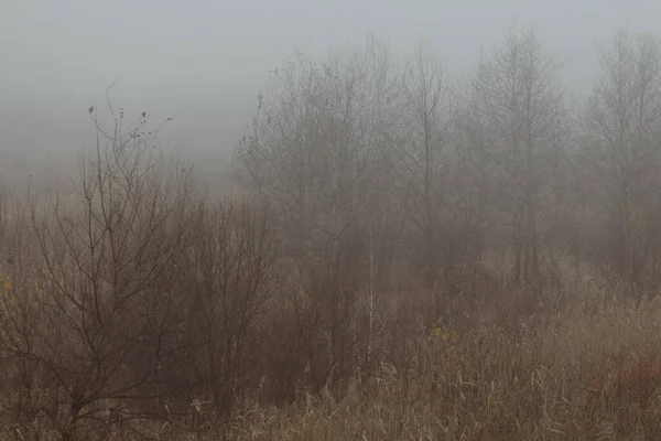 Őszi Erdő Ködben Lehullott Levelekkel — Stock Fotó
