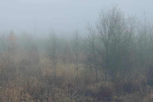 Bosque Otoñal Niebla Con Hojas Caídas — Foto de Stock