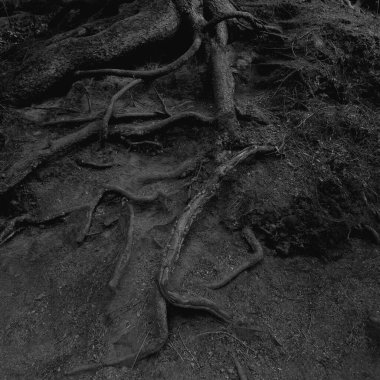 Yerdeki bir ağacın eski kökleri