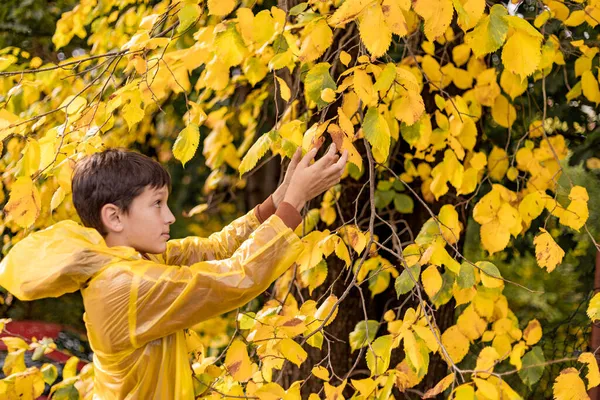 Foto Adolescente Con Impermeabile Giallo Tra Foglie Autunnali Passeggiare Nel — Foto Stock