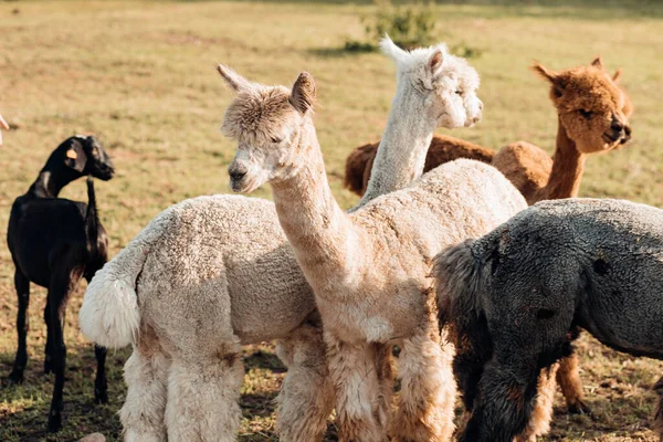 Çiftlikteki Çayırlarda Otlayan Bir Grup Çok Renkli Alpaka Tarım Endüstrisi — Stok fotoğraf