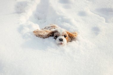 Şövalye Kral Charles Spaniel kar yığınına biner ve karın tadını çıkarır. Kış mutlu günlerdir. Evcil hayvanlar. Köpek avı. Memeli eğleniyor.