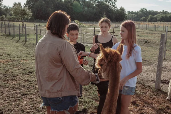 Owner Farm Introduces Three Visiting Teenagers Young Alpacas Summer Day — Stockfoto
