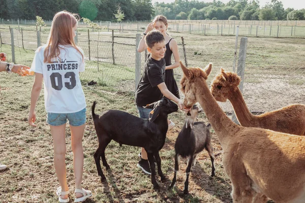 Three Teenagers Feeding Alpacas Summer Day Farm Life Farm Agrotourism — Stockfoto