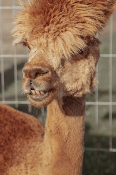 Funny Red Alpaca Shows How She Knows How Smile Life — стоковое фото