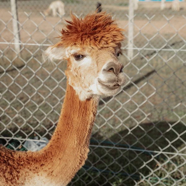 Una Alpaca Pelirroja Mira Amablemente Cámara Vida Granja Agroturismo Materiales — Foto de Stock