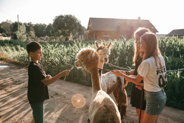 Three Teenagers Summer Clothes Communicate Alpacas Farm Life Farm Agrotourism — Stockfoto