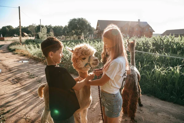 Two Teenagers Summer Day Farm Get Acquainted Charming Alpacas Agrotourism — Stockfoto