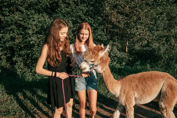 Charming Teenage Girls Walking Funny Brown Alpaca Summer Day Farm — Stockfoto