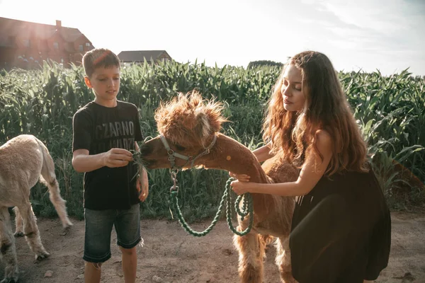 Teenagers Summer Day Farm Feed Funny Brown Alpaca Life Farm — Stockfoto