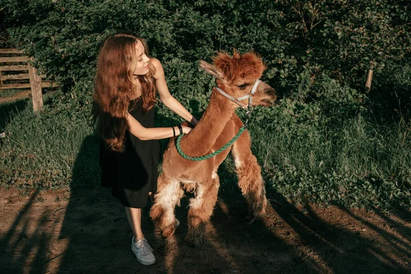 Beautiful Teenage Girl Playing Summer Day Farm Cute Young Alpaca — Stockfoto