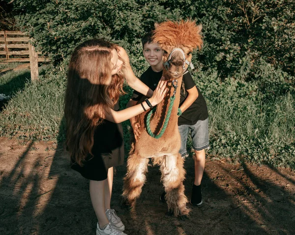 Funny Alpaca Happily Poses Taking Attention Two Teenagers Life Farm — Stockfoto