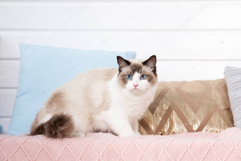 Fluffy blue - eyed ragdoll in perfect shape stands onpink knitted blanket among pillows . Blue-eyed cats. Animal care. Pet care products. Keeping animals. Food for long-haired cats. Home life. 