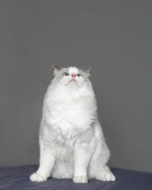  Gri arka planda mavi gözlü, muhteşem, tüylü, genç kedi bezi bebek poz veriyor. Soylu kediler. Hayvan gösterisi. Sergi durumu. Hayvan bakım ürünleri. Bakım ve yetiştirme. Hayvan bakımı..