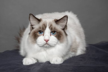 Stüdyoda mavi gözlü uzun saçlı bez bebeğin portresi. Soylu kediler. Hayvan gösterisi. Sergi durumu. Hayvan bakım ürünleri. Bakım ve yetiştirme. Hayvan bakımı. Mavi gözlü kediler.