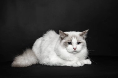  Mavi gözlü tüylü, genç kedi bez bebek stüdyoda siyah arka planda poz veriyor. Soylu kediler. Hayvan gösterisi. Sergi durumu. Hayvan bakım ürünleri. Bakım ve yetiştirme. Hayvan bakımı.